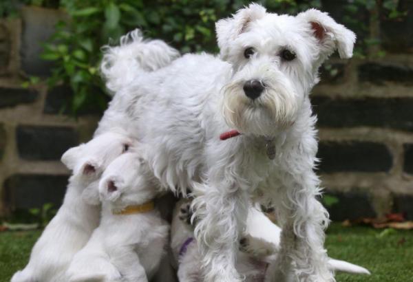 深入剖析雪納瑞犬“咬人”的5大原因 深入剖析雪納瑞犬“咬人”的5大原因