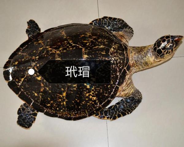 中藥古今研究：玳瑁