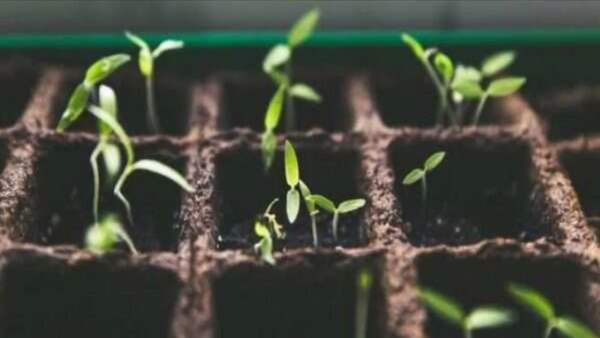蔬菜水果等植物中，除了植物毒素，還有哪些好的營養素