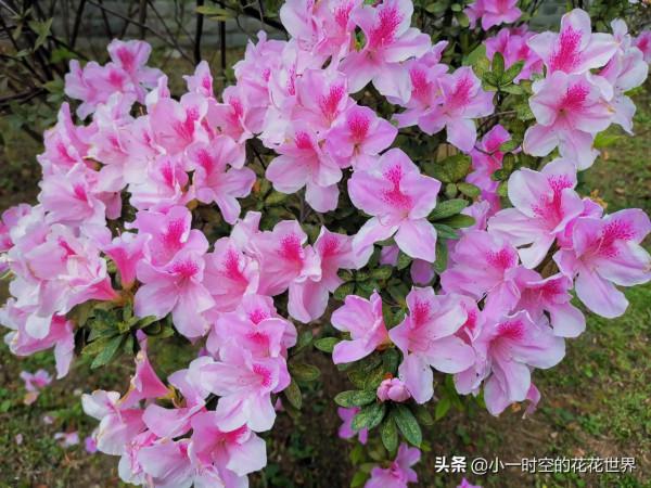 花花世界：圖書館前的映山紅