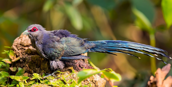 兩種美麗而特殊的鳥類：鷺鶴和蘇門答臘地鵑，是&OpenCurlyDoubleQuote;特化&rdquo;的受害者