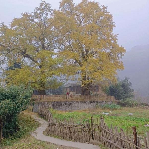 打卡抖音網紅銀杏樹