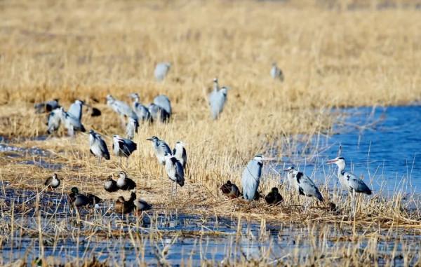 北京秋遊好去處!風景秀麗蘆葦飄蕩,門票免費適合自駕 北京秋遊好去處!風景秀麗蘆葦飄蕩,門票免費適合自駕