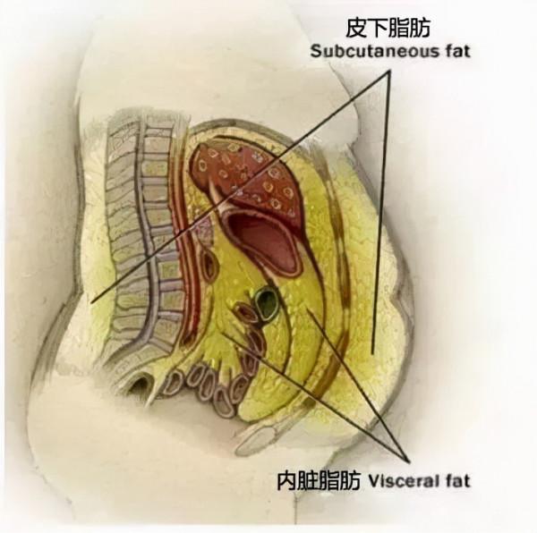 別焦慮了！那些有小蠻腰的人，必定會有小肚子