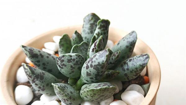 想讓多肉植物快速變成“肉丸子”，記住一句口訣就可以，抓緊時間