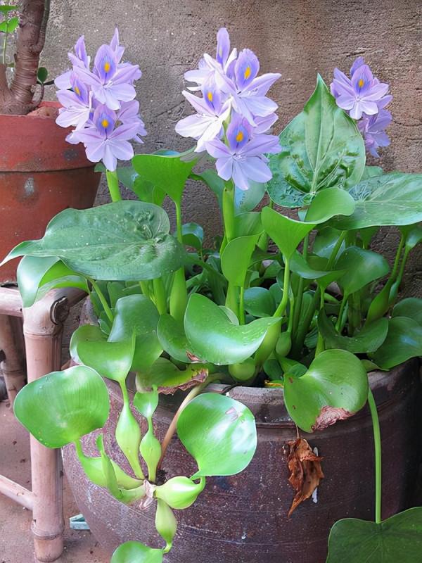 大多數花澆多水會死,而這10款花就喜歡泡水裡,天天澆水也不怕 大多數花澆多水會死,而這10款花就喜歡泡水裡,天天澆水也不怕