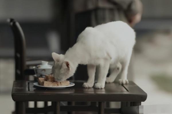 把馬推下懸崖、炸死功勳犬，為了所謂的藝術，他們什麼都乾的出來