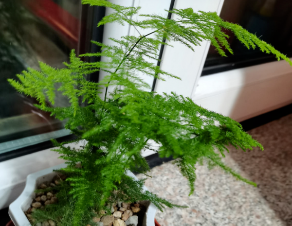 喜歡種植竹子,不用愁沒院子,將這3樣盆栽,輕鬆打造出雅緻盆景 喜歡種植竹子,不用愁沒院子,將這3樣盆栽,輕鬆打造出雅緻盆景