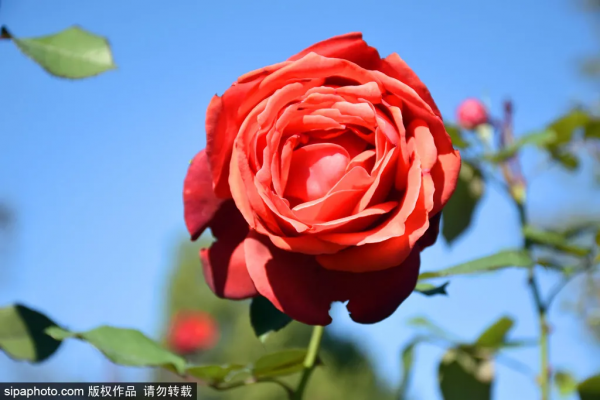 唯美浪漫！京城這個公園的水杉還紅著，錯過等明年~【送年票】