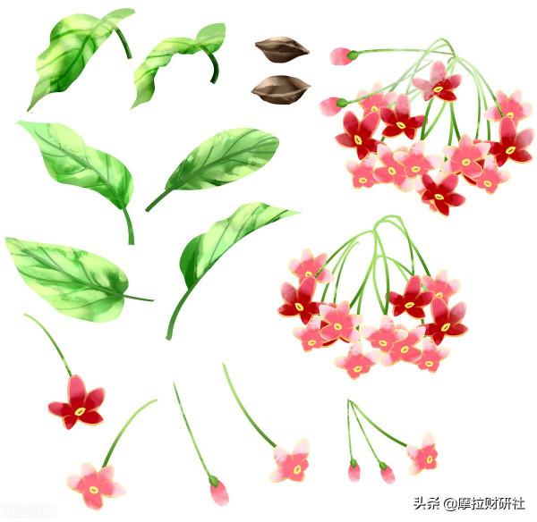 中藥板塊持續拉昇 有哪些核心公司值得關注