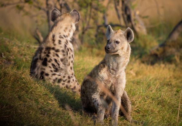 鬣狗愛乾淨?事實上關於鬣狗的這些傳聞都不真實,它們也不是犬科 鬣狗愛乾淨?事實上關於鬣狗的這些傳聞都不真實,它們也不是犬科