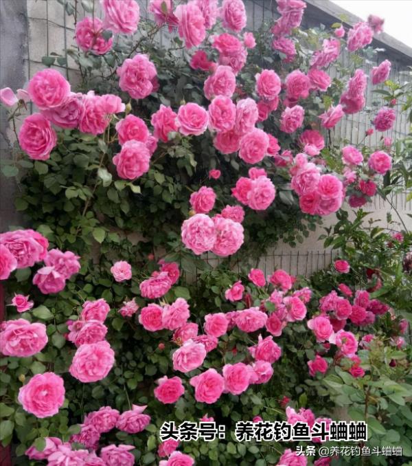 月季出現大量黃葉,不要著急,對應“二症狀”,就能輕鬆返青 月季出現大量黃葉,不要著急,對應“二症狀”,就能輕鬆返青