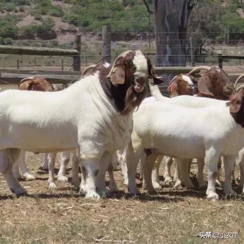 養羊八禁忌，您瞭解多少？避開這些坑，提升養羊成功率
