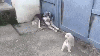 回家看到狗子蹲在門口,以為它想我,是我自作多情了 回家看到狗子蹲在門口,以為它想我,是我自作多情了