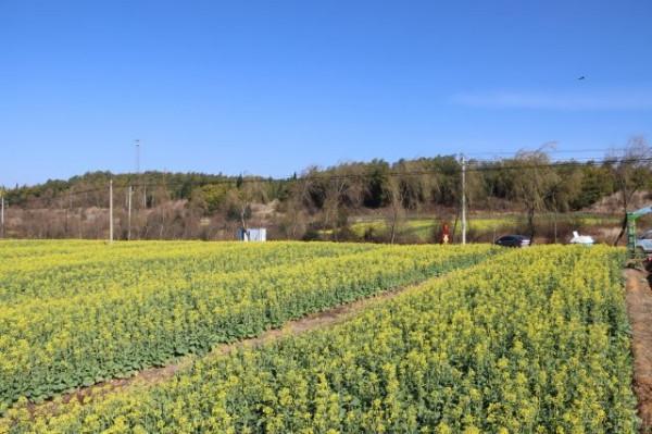 馬龍：楊官田千畝油菜花開 笑迎八方遊客