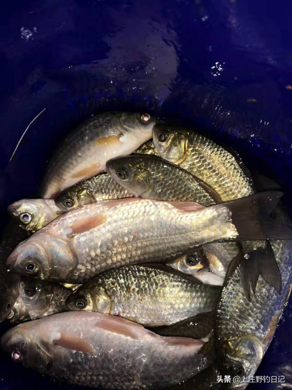 釣魚日記——2021年11月28日