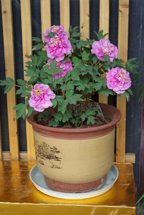 “27種”耐寒的花，好養不怕冷，低溫也能開花