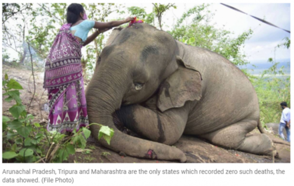 私設電網無人監管!10年間600頭大象在印度觸電身亡 私設電網無人監管!10年間600頭大象在印度觸電身亡
