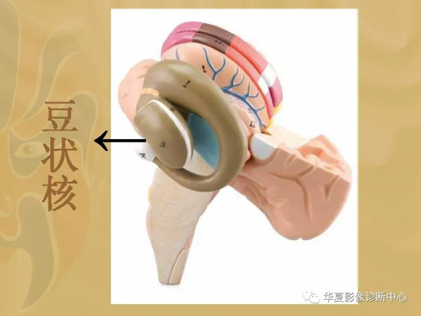 基底節的詳細解剖