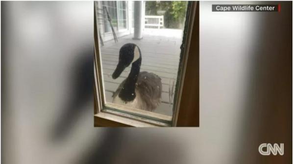 加拿大鵝受傷被帶回醫院做手術，它的伴侶卻焦急找上門來&period;&period;&period;