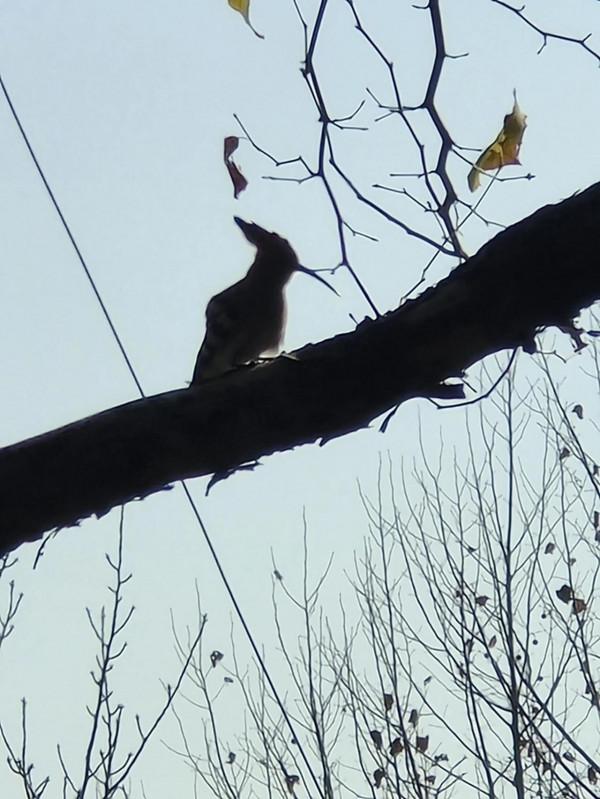 《路邊的豹紋鳥》