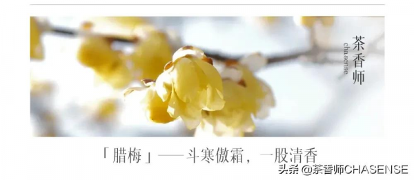 新品上新丨臘梅白茶香，凌寒綻放