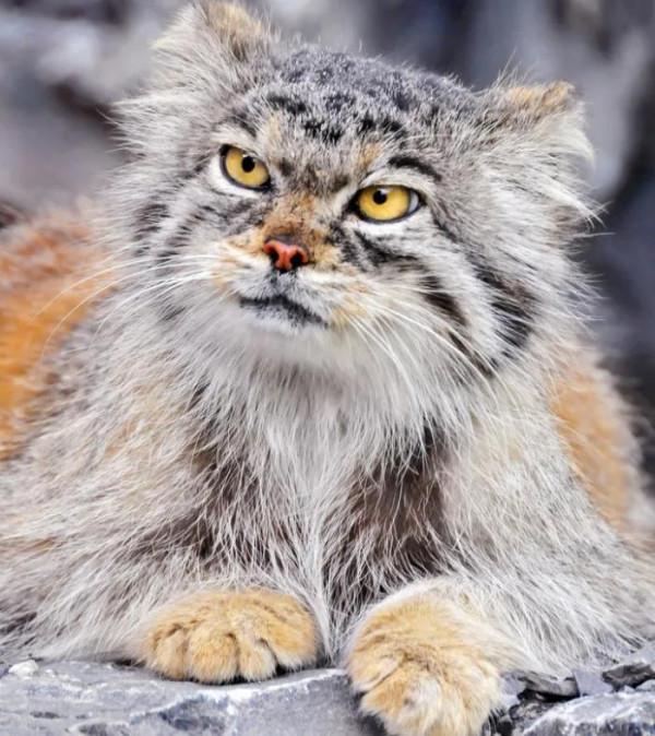 “貓中呂布”兔猻：脾氣火爆的國家二級保護動物