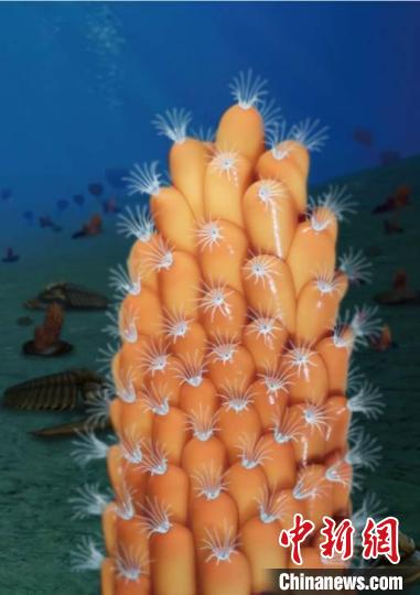 化石證據揭示苔蘚動物門起源於寒武紀早期 化石證據揭示苔蘚動物門起源於寒武紀早期