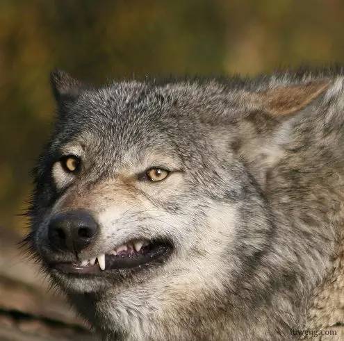 女知青把狼崽當狗養，半年後食量太大無奈放生，狼群報恩送她野兔