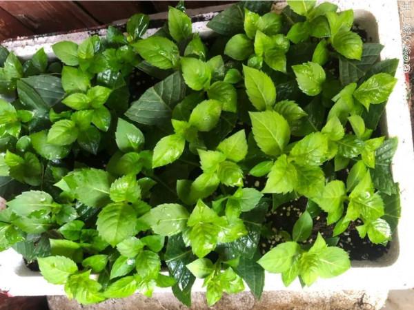 連陰雨天氣，最適合扦插，成活率超高