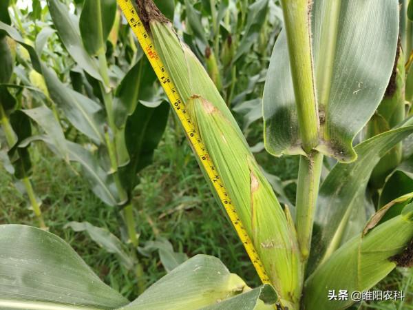 籽粒像石子一樣重，這個玉米新品種，最高畝產2500斤