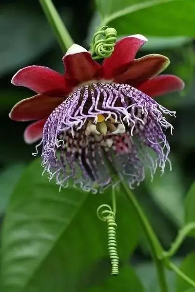 世界上100種奇花，你見過的有哪些