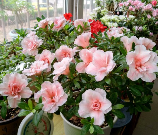 杜鵑花喜溼度大，噴水只會起到“反作用”，教你3個加溼方法