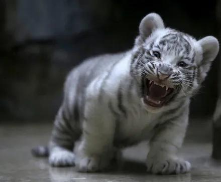 白虎，別樣的美