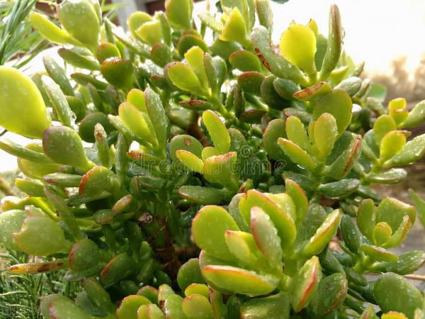 想讓玉樹開“瓊花”,秋天就要努力了,錯過時機要等一年 想讓玉樹開“瓊花”,秋天就要努力了,錯過時機要等一年