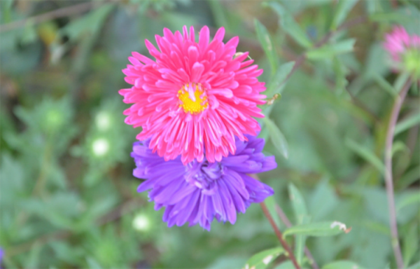 如何養出高質量翠菊？有5個基本操作不能忘，做好花朵連著開不停