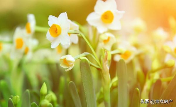 花卉的養殖注意事項,根據家居風水不同養殖不同的花卉 花卉的養殖注意事項,根據家居風水不同養殖不同的花卉