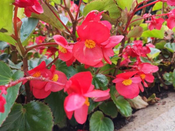 你是否也一樣,遇到漂亮的花花忍不住拍一拍 你是否也一樣,遇到漂亮的花花忍不住拍一拍