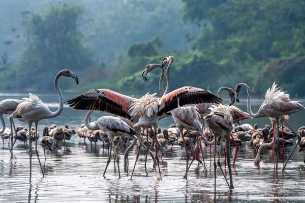 印度新孟買現火烈鳥群 水邊開心追逐打鬧