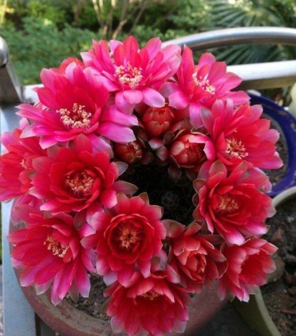 &OpenCurlyDoubleQuote;養不死&rdquo;的7種花，不用管也爆盆，輕鬆養成&OpenCurlyDoubleQuote;老花樹&rdquo;，