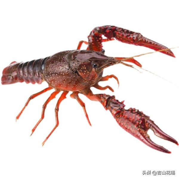 分析蝦稻綜合種養模式技術要點