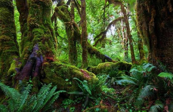 南極冰川下有5000億噸煤,厚度100多米,地球早期有這麼多植物? 南極冰川下有5000億噸煤,厚度100多米,地球早期有這麼多植物?