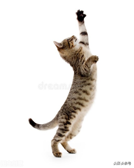 貓的彈跳力驚人或許跟老虎一樣