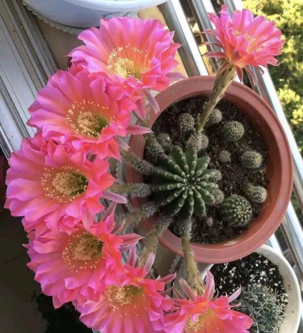 5種漂亮花，太能&OpenCurlyDoubleQuote;生小崽&rdquo;，小芽咕嘟咕嘟冒不停，一月變十盆