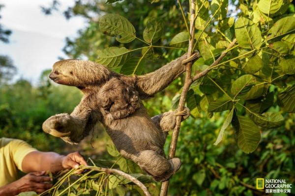 溫順的樹懶是如何成為&OpenCurlyDoubleQuote;明星寵物&rdquo;的？