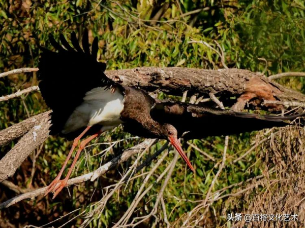 「百將文化」徐永新攝影 | 國家一級保護動物 「百將文化」徐永新攝影 | 國家一級保護動物