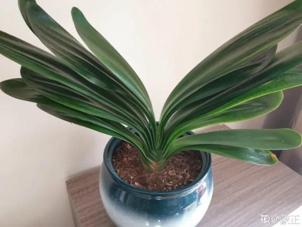 缺德商販，把“綠化草”包裝成“進口花”來賣，上當的人真不少