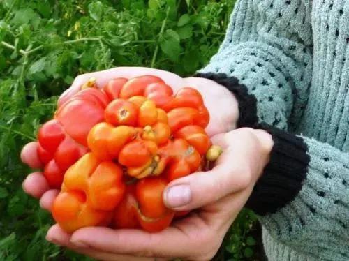 預言科比墜機的美國動畫片的13個神預言，預言特朗普當選總統