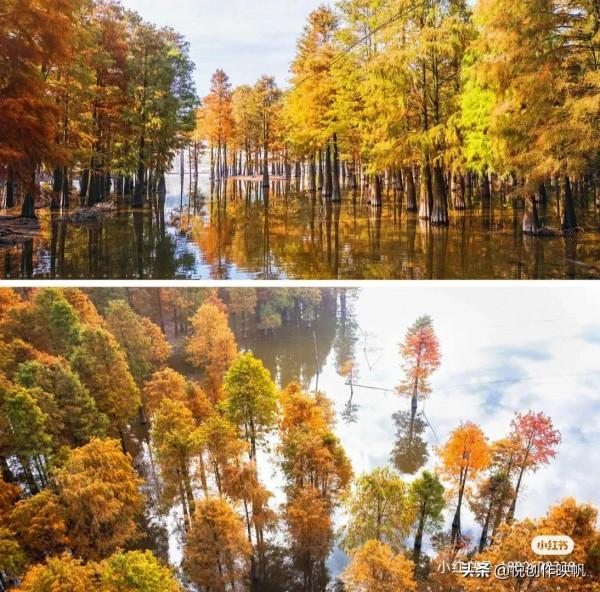 浙江紅杉林景點