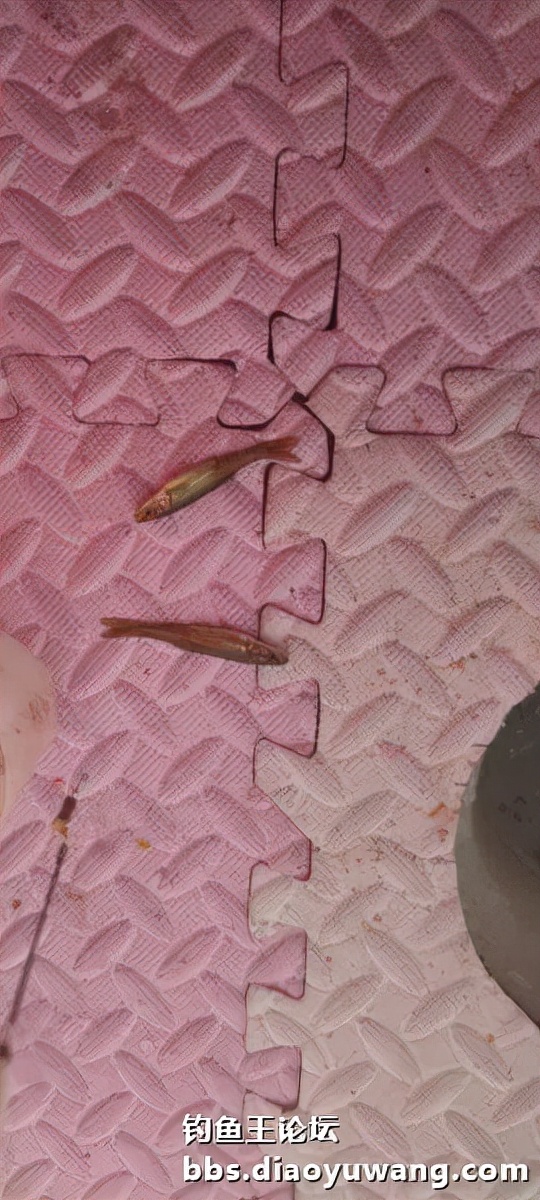 迴歸河山，收穫翻番